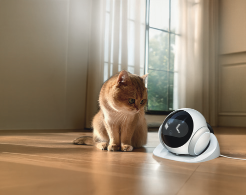 Cabinory Rover home robot camera next to a cat